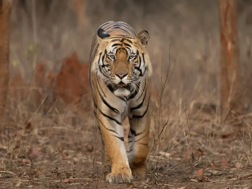 tiger-spotting-3_14_IMGCentury