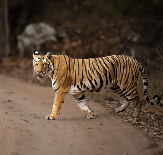 tiger-spotting_15_IMGCentury