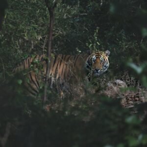 home-page-tiger-carousal