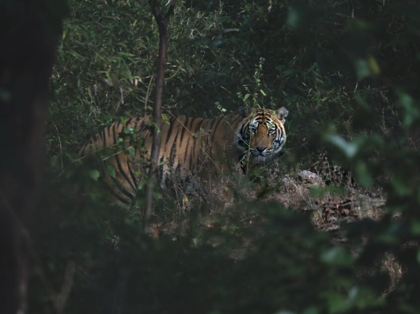 home-page-tiger-carousal