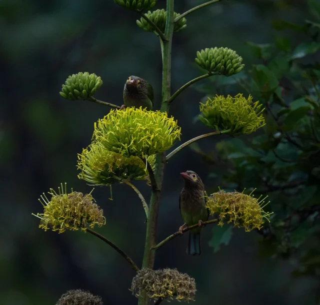 ianyx6diqah95y1ikqha