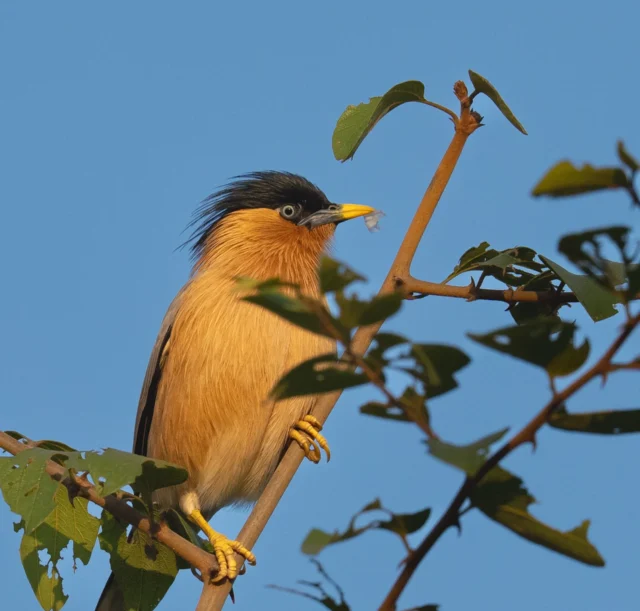 vszbfc5k0vckbnziz0hy