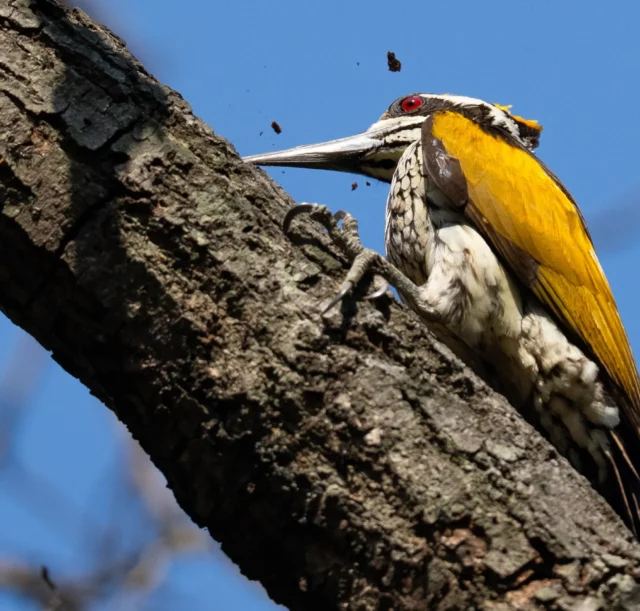 zzwvhhboxczt3q62v6gs